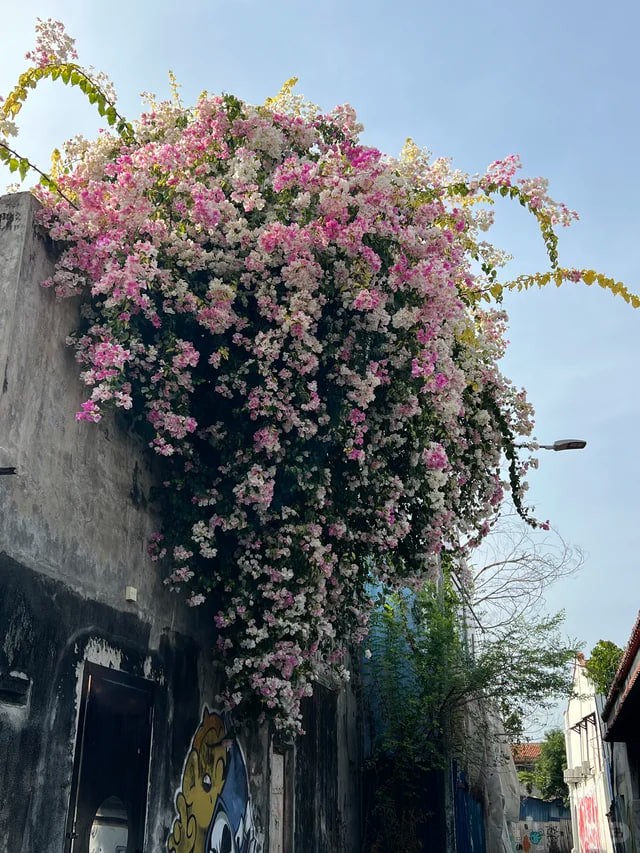 Yuanlai Xinxuan